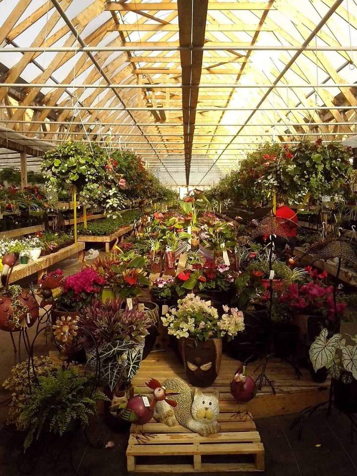 Serre d'horticulture Jonquière