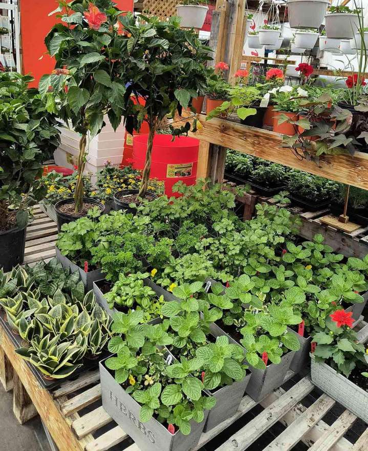 Vente de plantes vertes Jonquière