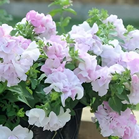 Dynamisez votre jardin avec nos fleurs annuelles.