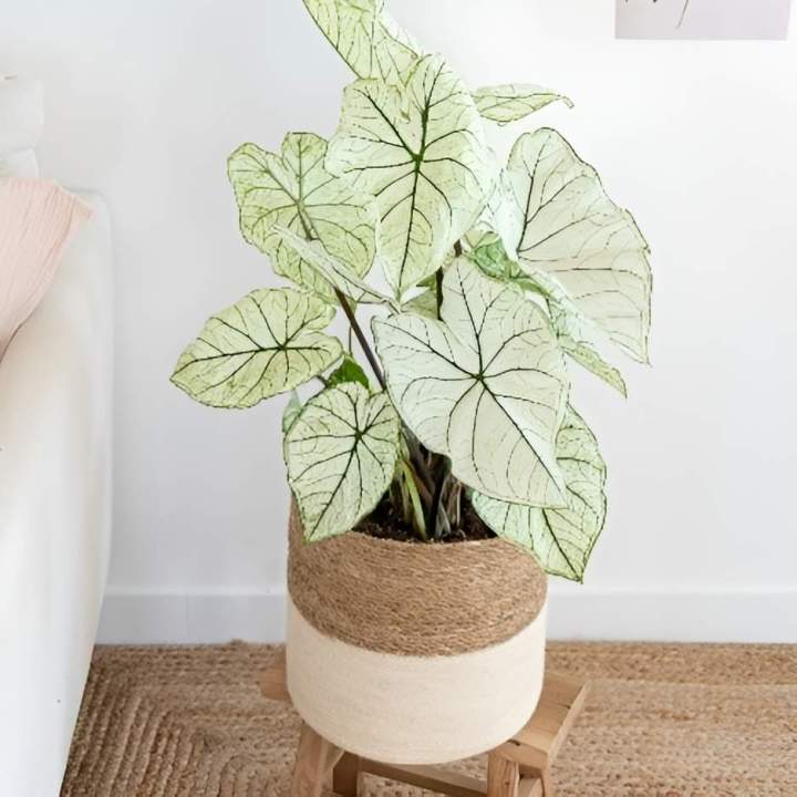 Accessoire pour plante Jonquière