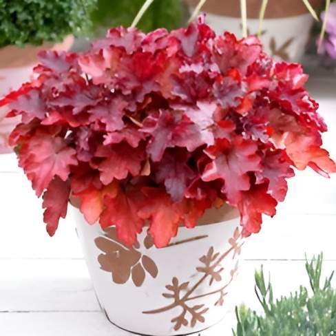 Fines herbes Jonquière